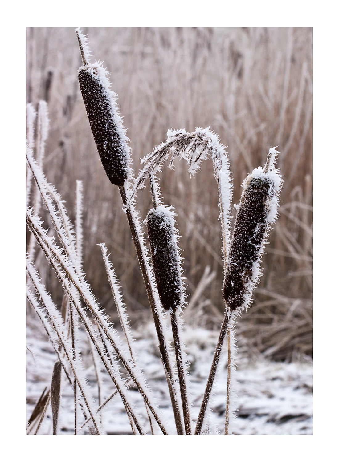 FROST PLANTS
