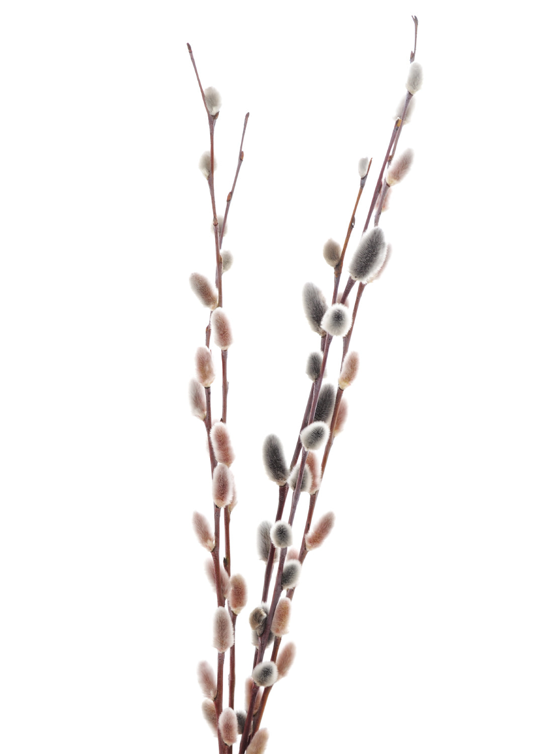 WILLOW BRANCHES No2